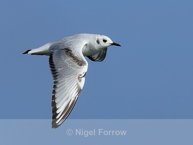 Bonaparte's Gull flying, blue sky background, Farmoor - Bonaparte's Gull