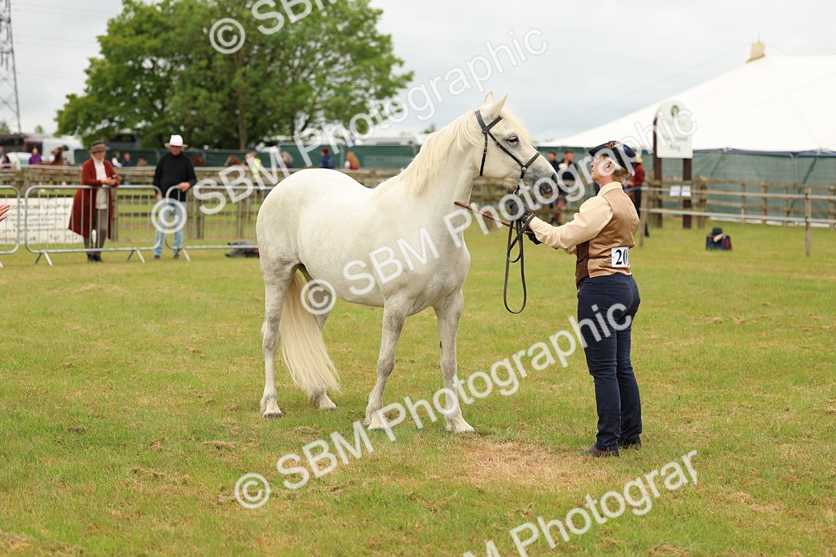 SBM_04221 - Class 64-67 - Shetland Pony In Hand
