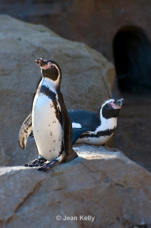 Humboldt Penguins - 0848 - Birds