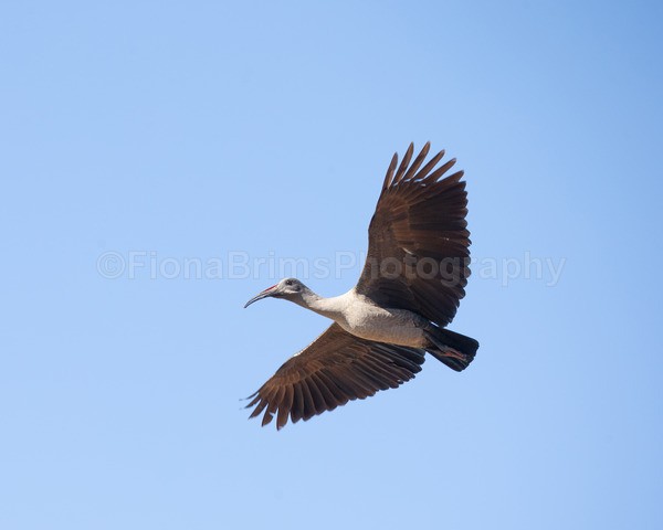 safari-337 - African Wildlife