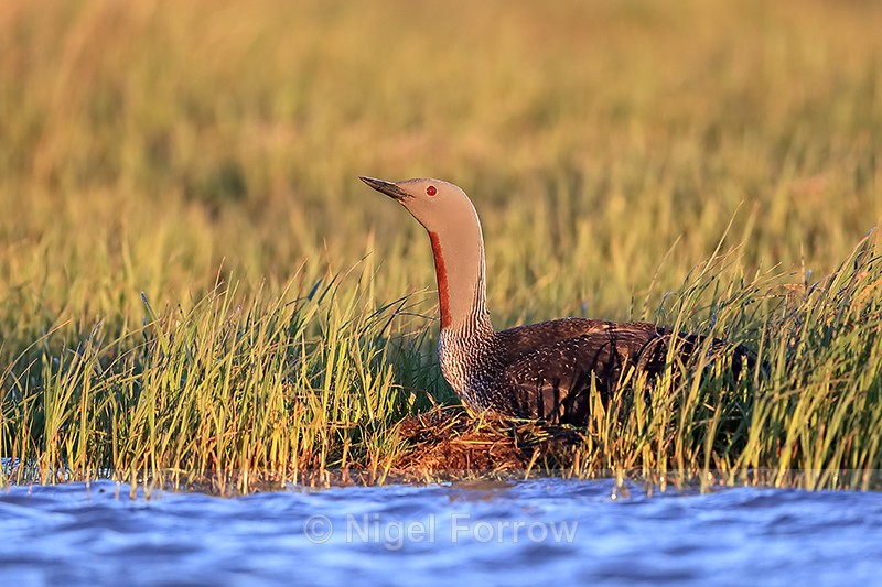 Red-throated Diver incubating egg on nest, Floi, Iceland - Red-throated Diver