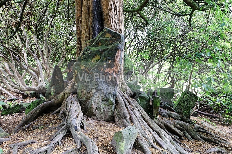 Stone Bothering - Liverpool