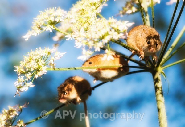 _DSC8285 - Bob's Harvest Mice.