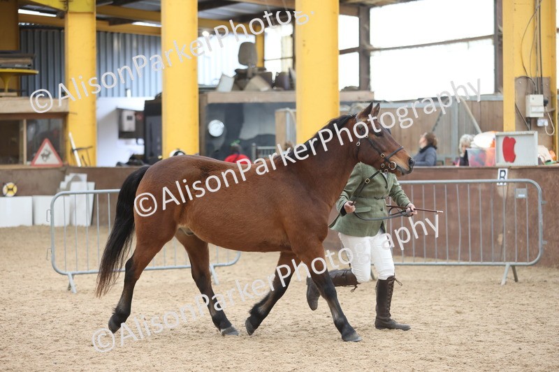 20251109-1080 - Class 29 - Geldings 4 Years and over