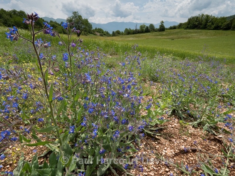 Summer forget-me-not (Anchusa azurea)  - Flowers in the Landscape - 2