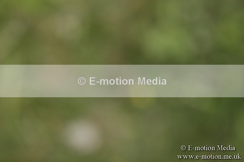 BVR160717-681 - Class 1 & 23a Dressage 16/07/17