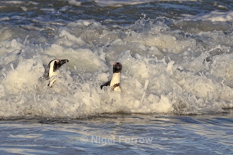 African Penguins caught in surf, Foxy Beach, South Africa - African Penguin