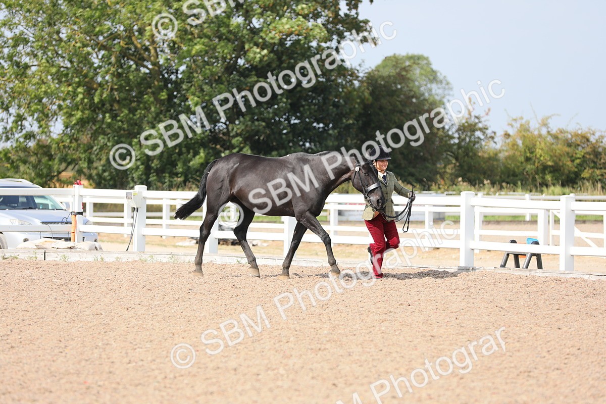 SBM_15711 - Class 312 IH Competition Horse/Pony
