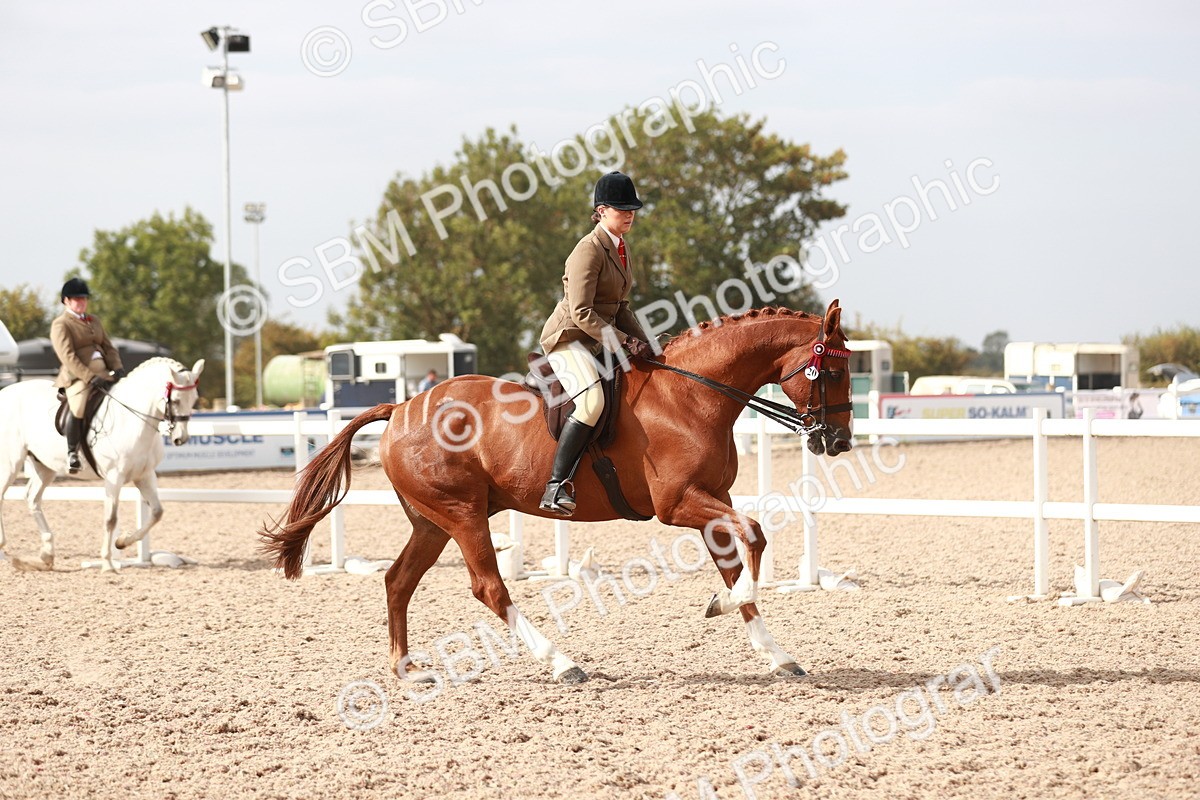SBM_17483 - Class 215 Ridden Hack/ Riding Horse