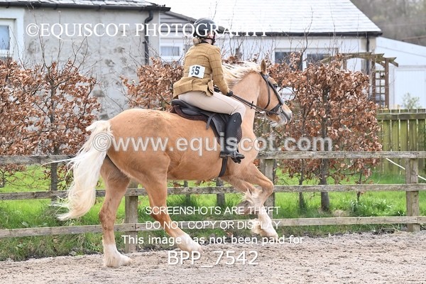 BPP_7542 - RING 1  (RIDDEN HORSES / IN HAND / VETERAN ETC)