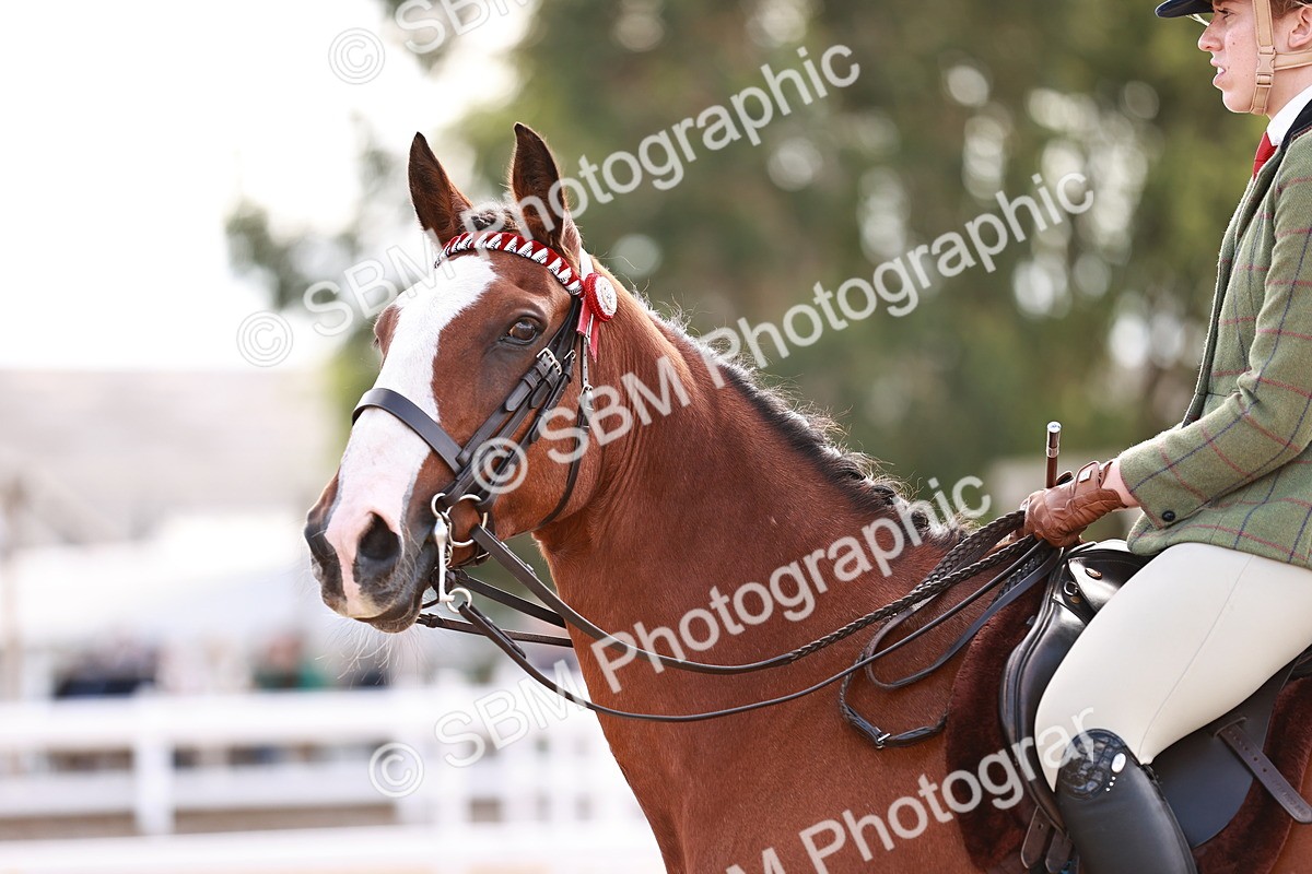 SBM_14457 - Class 410 - Grassroots Ridden - Horse