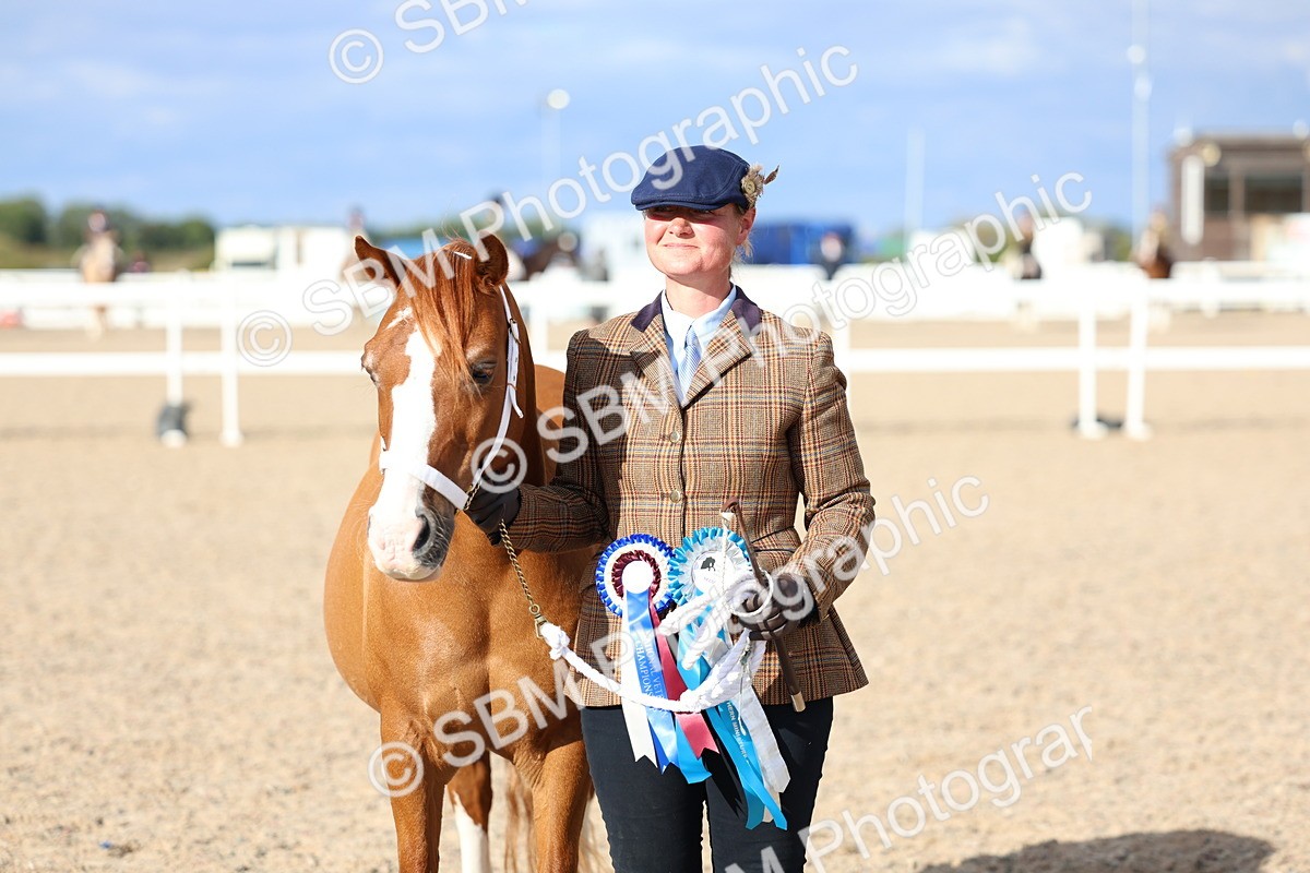 SBM_18787 - Class 317 - IH Pure Bred Horse-Pony