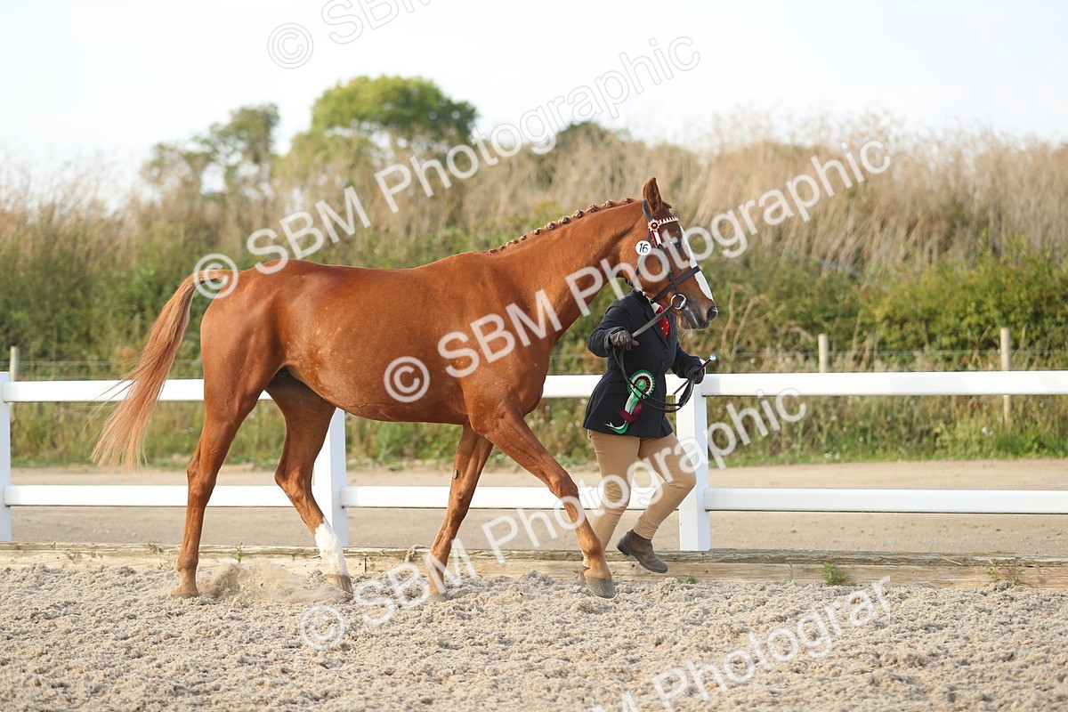 SBM_08727 - Class 28 - IH Veteran Horse