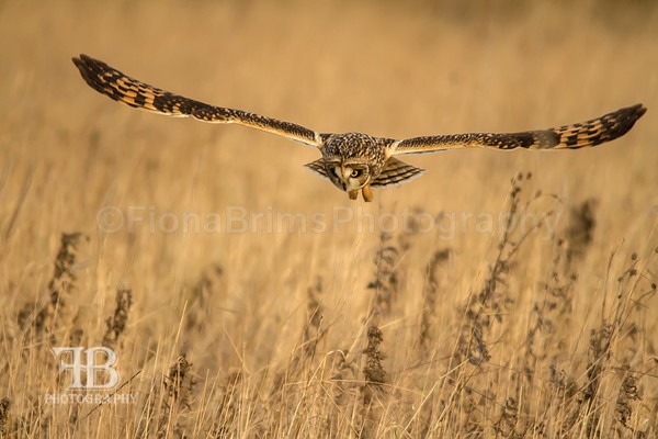 SOE-17 - Birds of Prey
