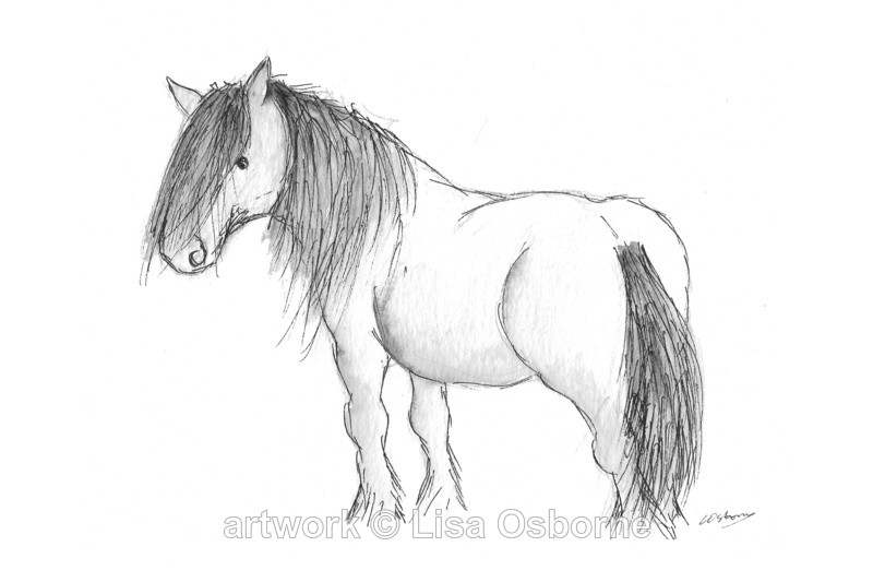 Highland pony - Horses/Ponies