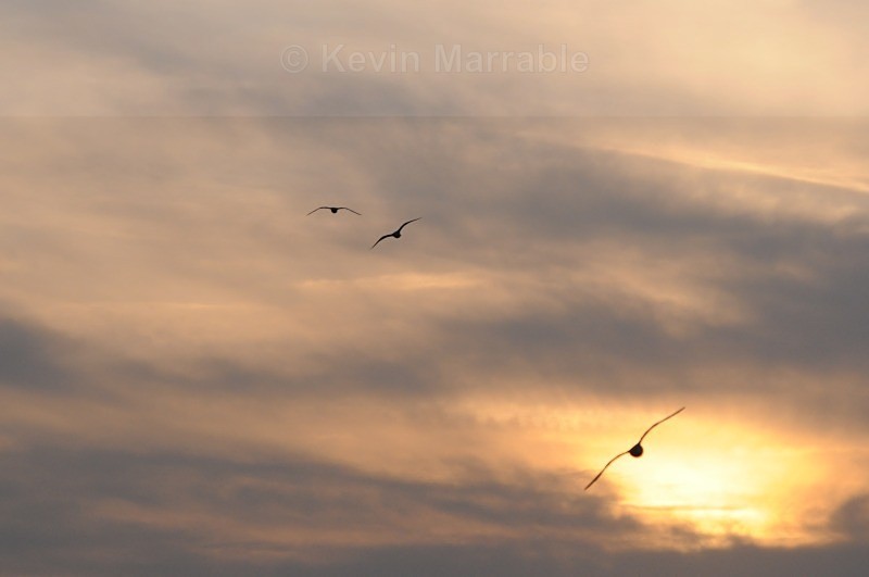  - Birds