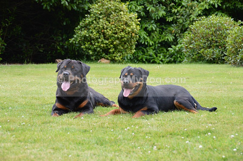  - Rottweilers