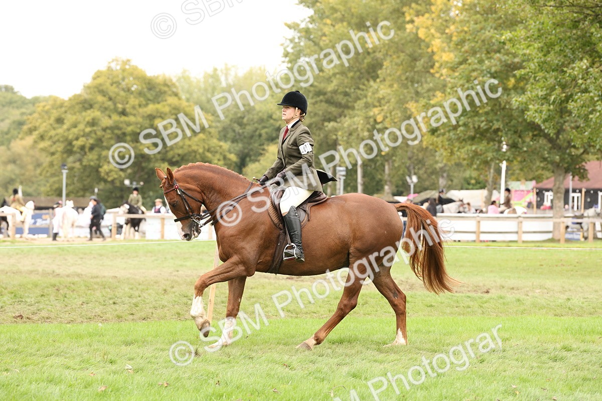 SBM_64234 - S65 - Riding Horse & Hack & Thoroughbred Ridden