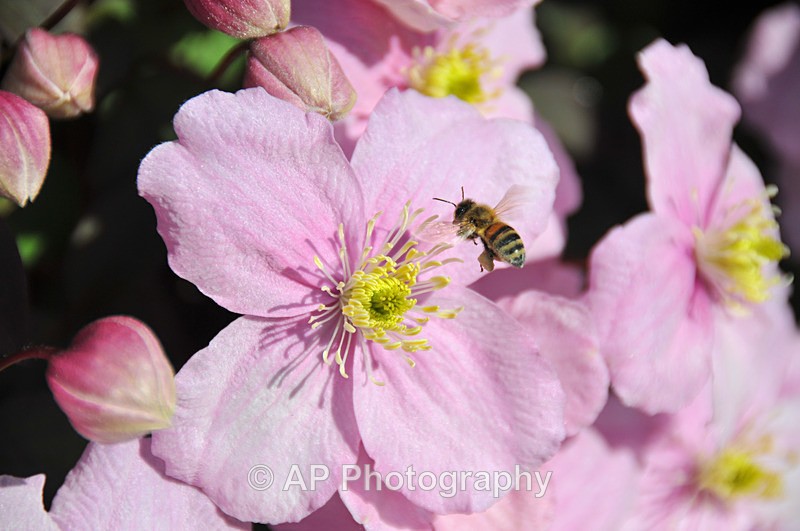 ACP_3369 - Plants
