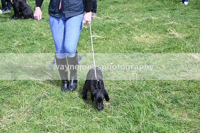 WJ6_9056 - Class 8 Best Working / Gun Dog or Bitch