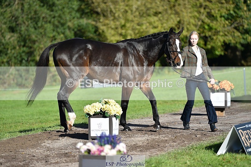 231022-104854-23509 - 489-MY.GALWAY.MAN-Daisy.Hood-TrotUp+SJ