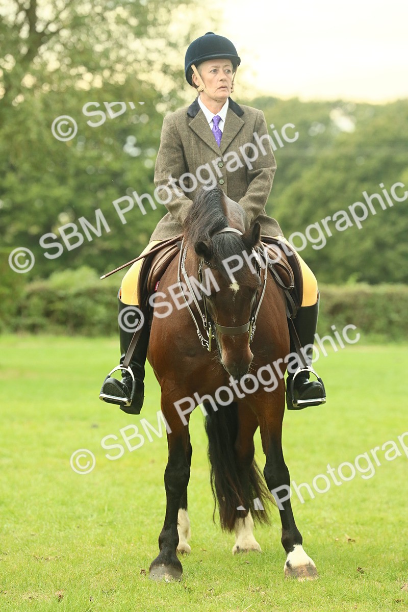 SBM_72200 - S60 - Mountain & Moorland Ridden Large Breeds
