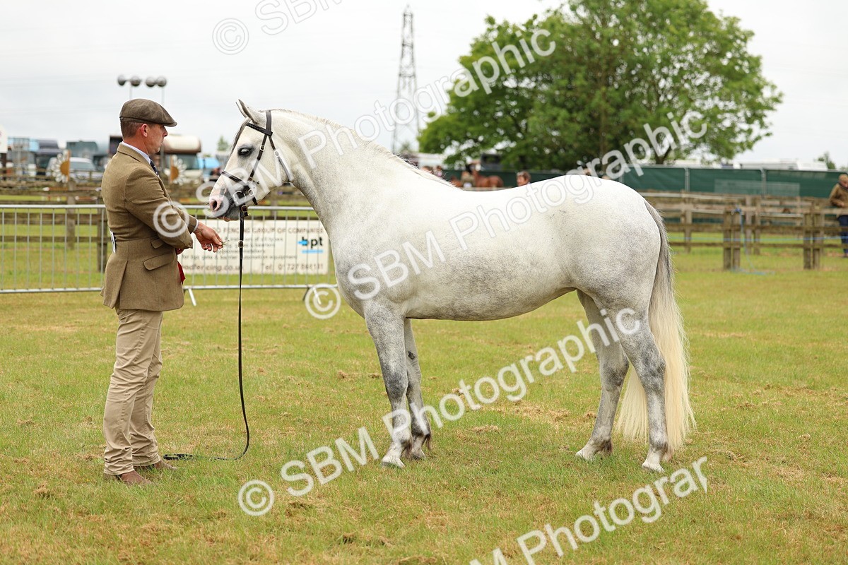 SBM_04111 - Class 64-67 - Shetland Pony In Hand