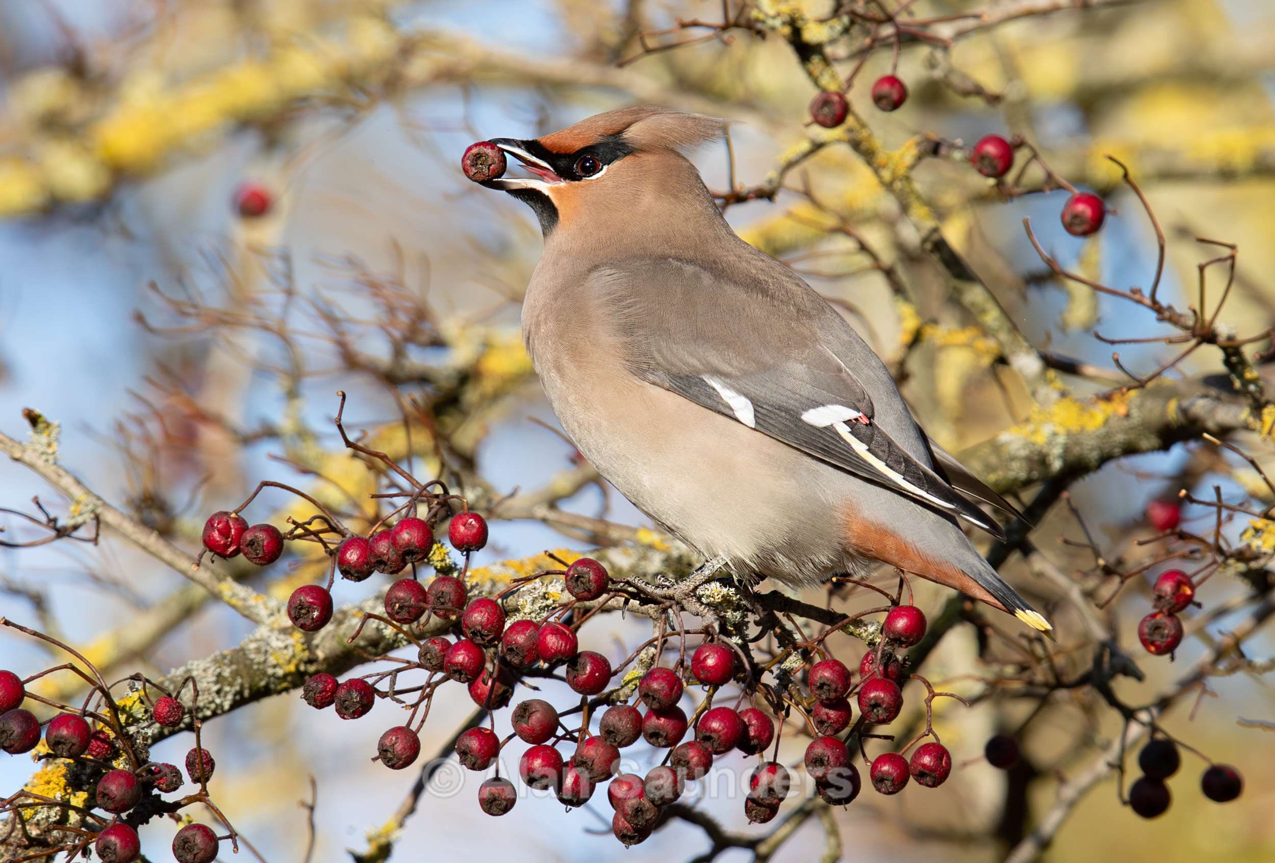 Waxwing 4