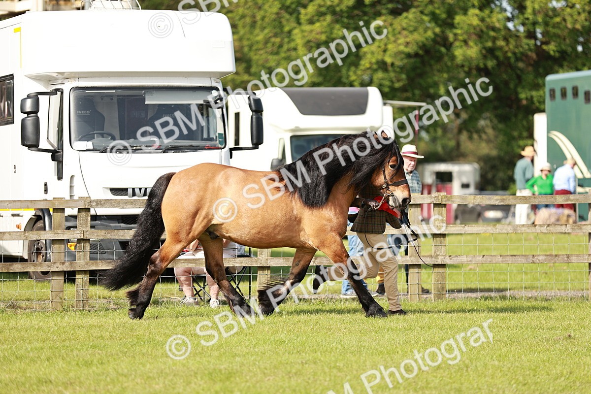 SBM_00868 - Class 14-23 - Mountain & Moorland In Hand Non Welsh