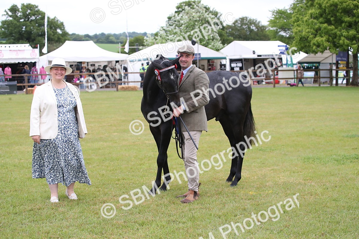SBM_00232 - Class 17-20 - Arab & Part Bred - Anglo Arab In Hand