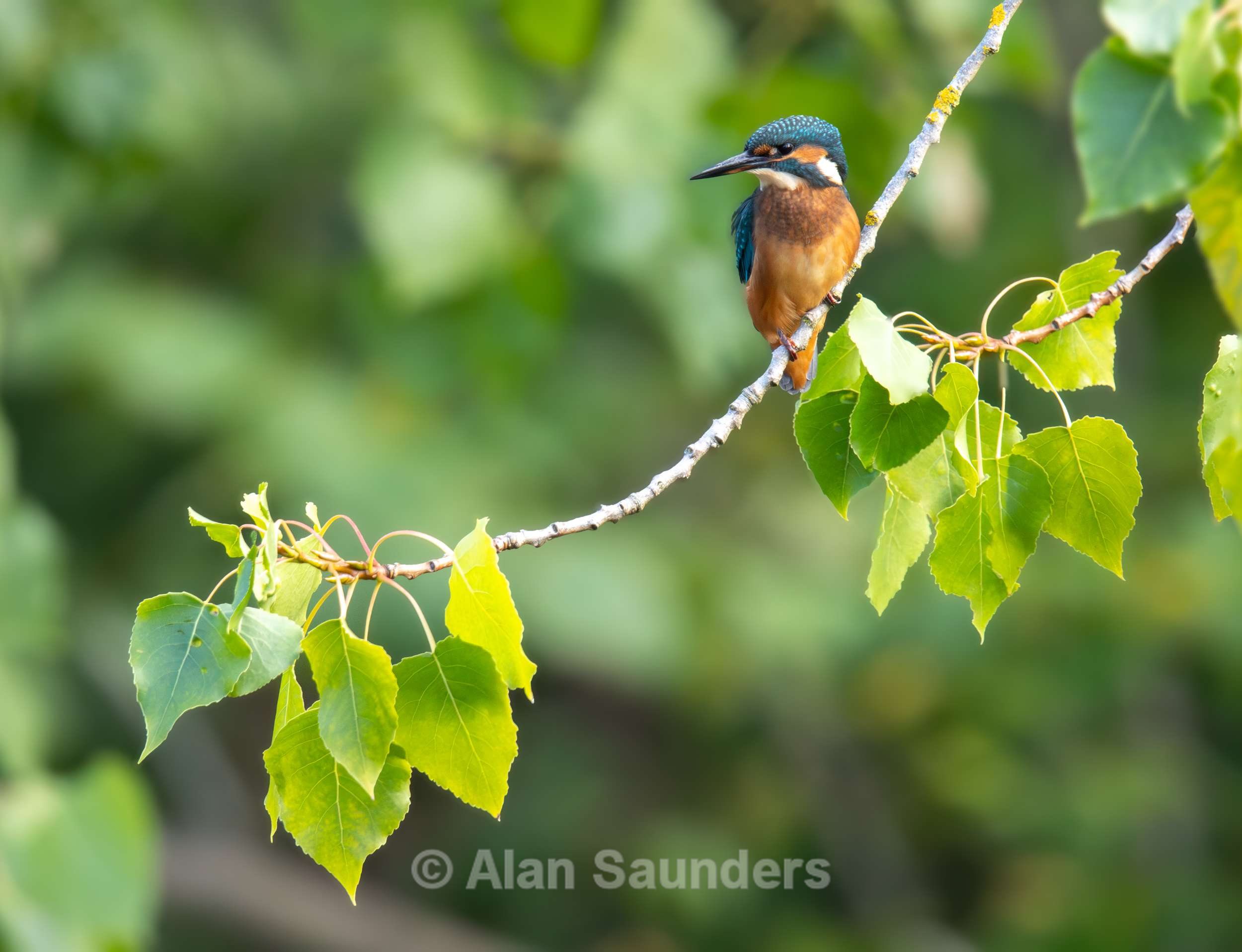 Common Kingfisher 21