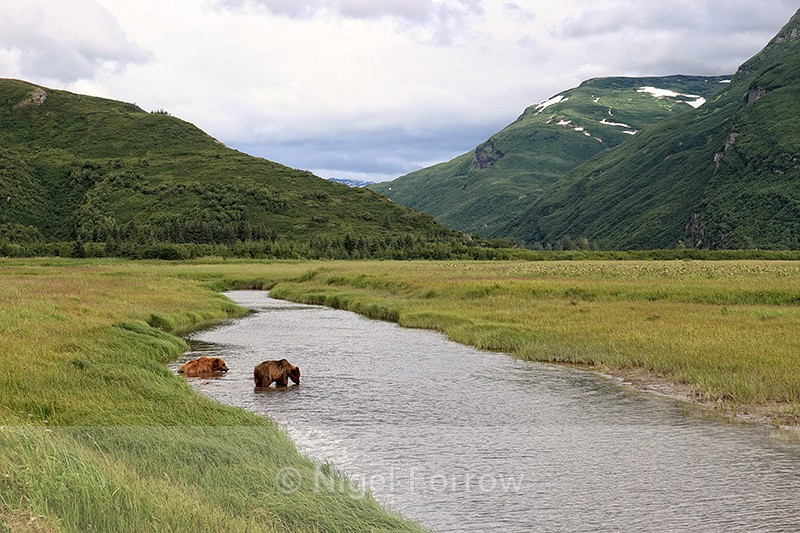 Brown Bears crossing Johnson River, Lake Clark NP, Alaska - Brown Bear