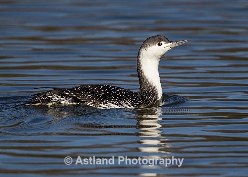 Astland Photography, Bird and Wildlife Images, Susan and Peter Wilson, U.K.