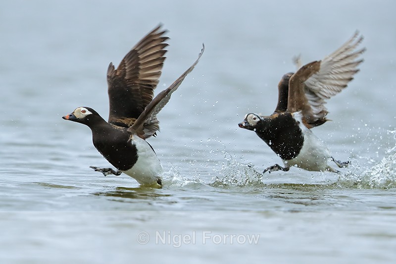 Long-tailed Ducks (male) squabbling, Iceland - Long-tailed Duck
