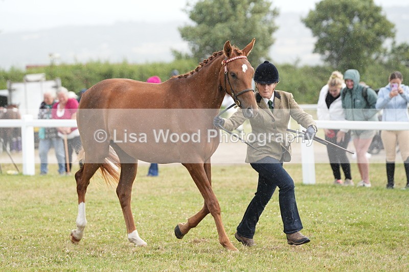 DSC06197 - Class 54: Hunter/Riding Horse/Hack 1 & 2 yr olds