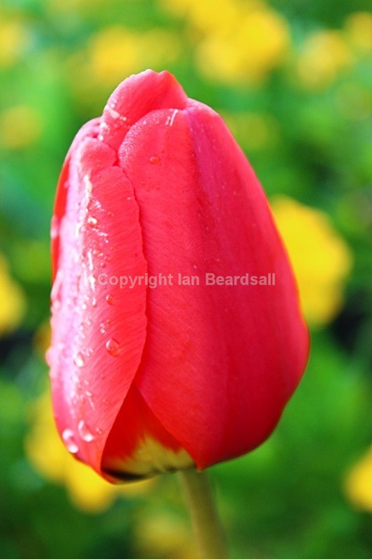 IMG_2196 - Flowers