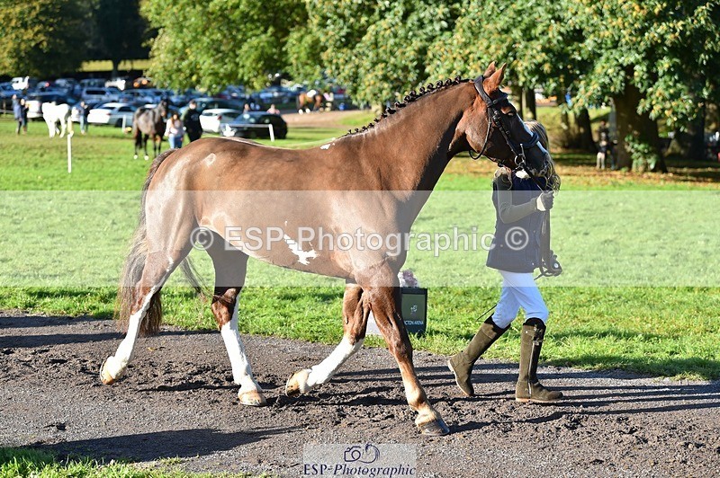 231022-100454-22229 - 432-DALEY-Oona.Gowan-TrotUp+SJ