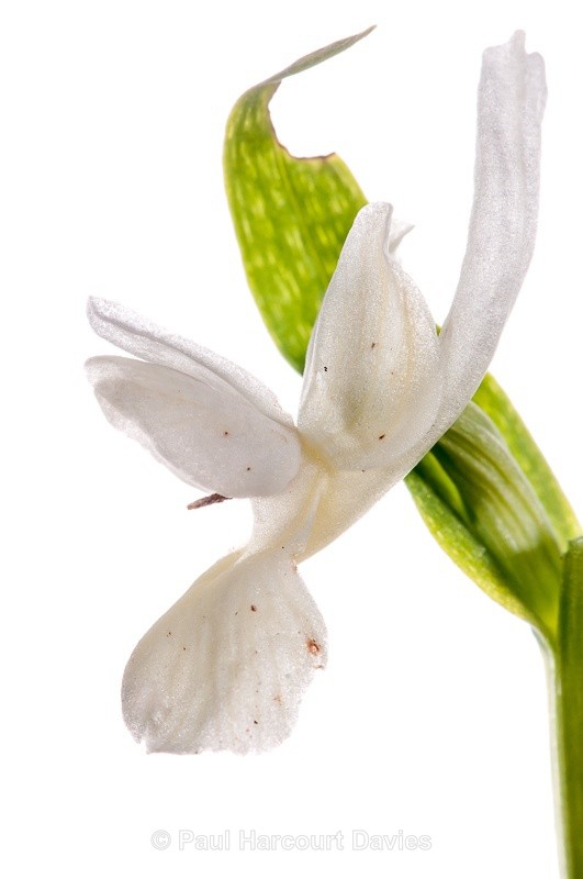  - WB: Orchids - Various
