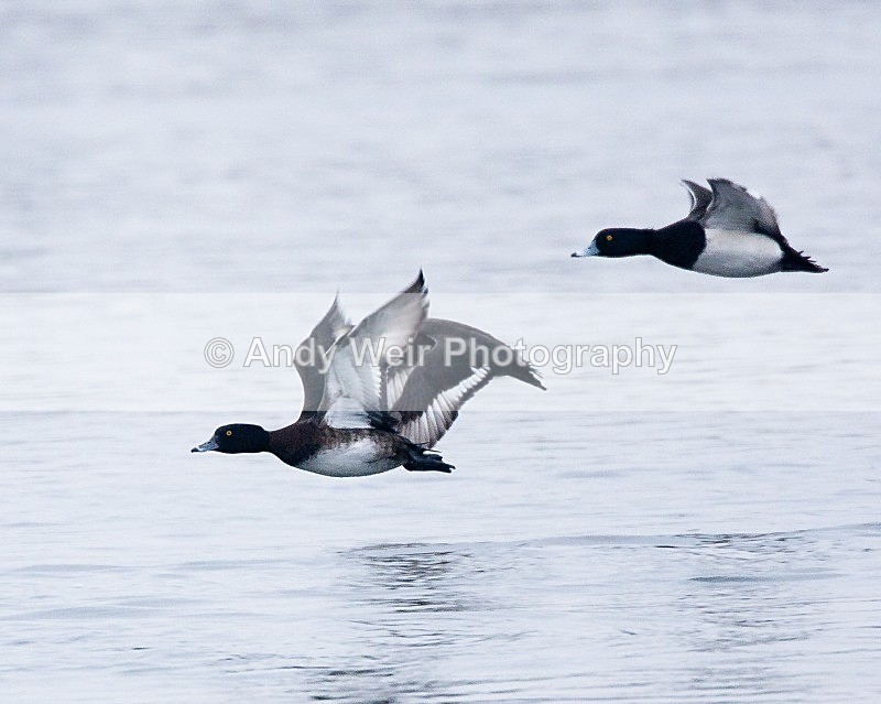 20090214-026 - Tufted Duck
