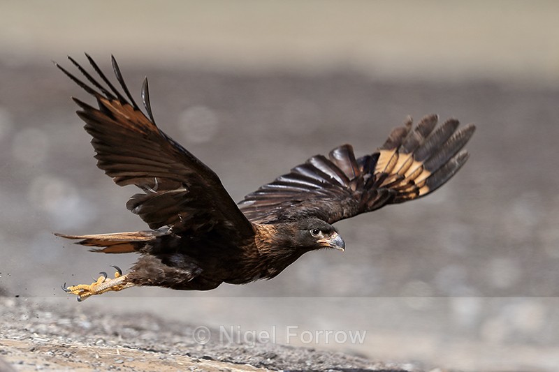 Striated Caracara takes off, Sea Lion Island, Falklands - Striated Caracara