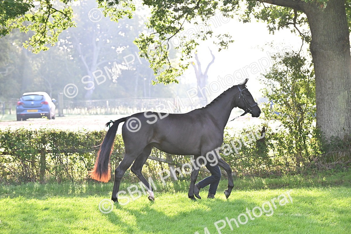SBM_55330 - S44 - Youngstock In Hand