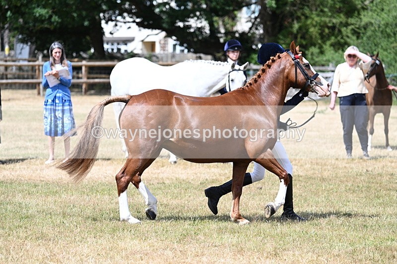 WJ7_1564 - Class 4 Prettiest Mare up to 14.2hh in hand