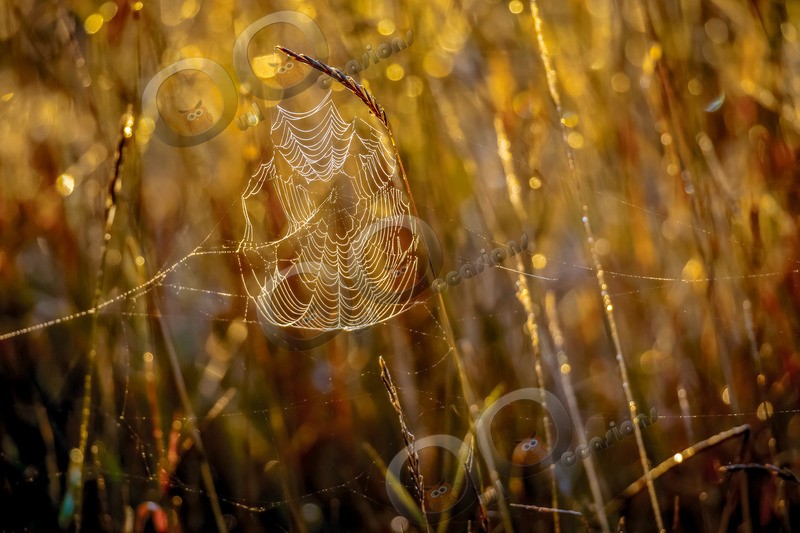 spider web-3155 - Insects from around the world