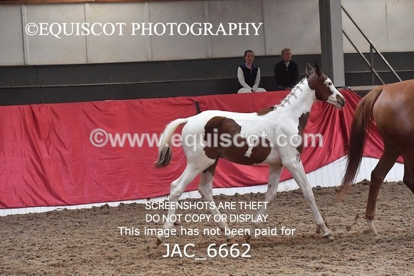 JAC_6662 - 15 Ziggy of Westoak