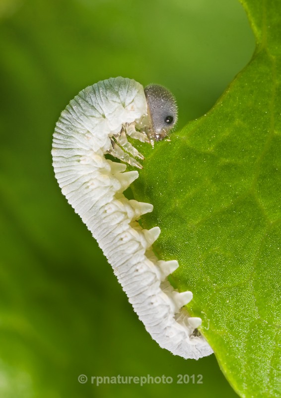 Sawfly Larva - RPNP0120 - Insects & Spiders
