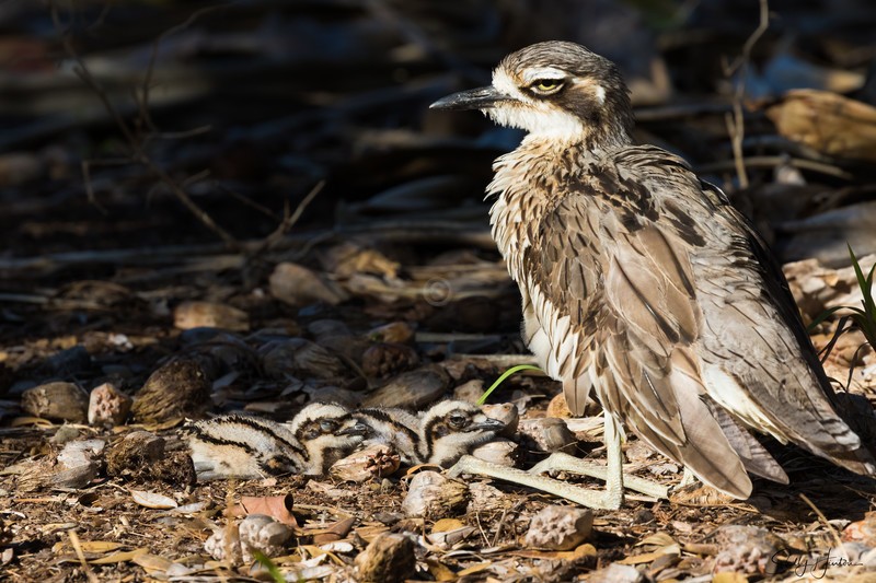 Bush-Stone Curlew