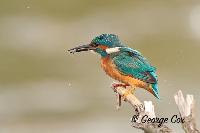 kingfisher with a fish