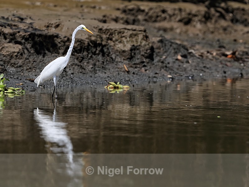Great Egret reflection, Sierpe River, Costa Rica - Great Egret