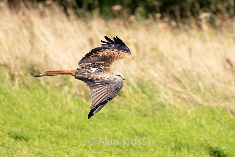 Red Kite 4 - Wildlife