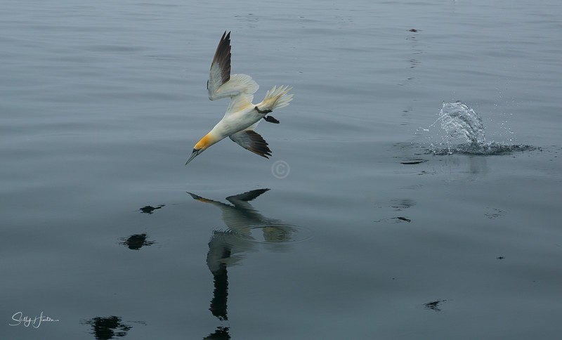 Gannets Diving 1